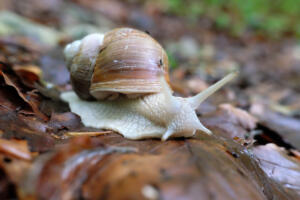 Schnecke_Donauwald