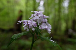 ausdauerndes_Silberblatt