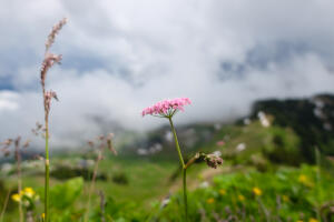 Grosse_Bibernelle_9471