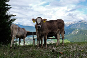 Kaelber_Tannheimer_Wald