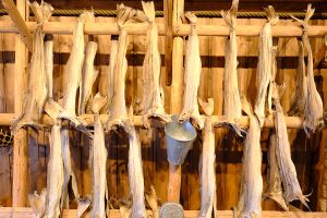 Bacalhau