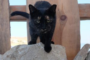 Katze Mykonos