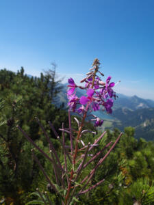 schmalblättriges Weidenröschen