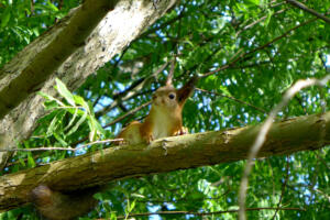 Eichhörnchen am Mökki
