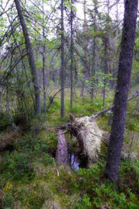 finnischer Urwald