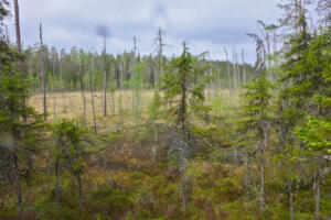 Moor am finnischen Wald