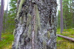 Baum mit Flechten