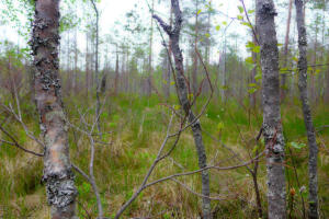 Wald im Sumpf