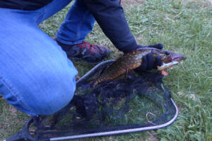 Mein erster Hecht in Finnland