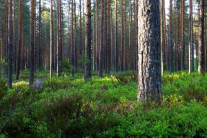 Wald am Mökki