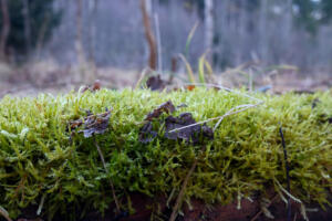 Tiefenbachtal_Beurener_Wald